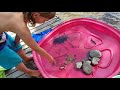 Aquatic life