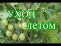 Крыжовник. Уход за крыжовником летом.(10.07.16 г.)