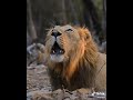 صوت اسد للمونتاج صوت اسد للمونتاج