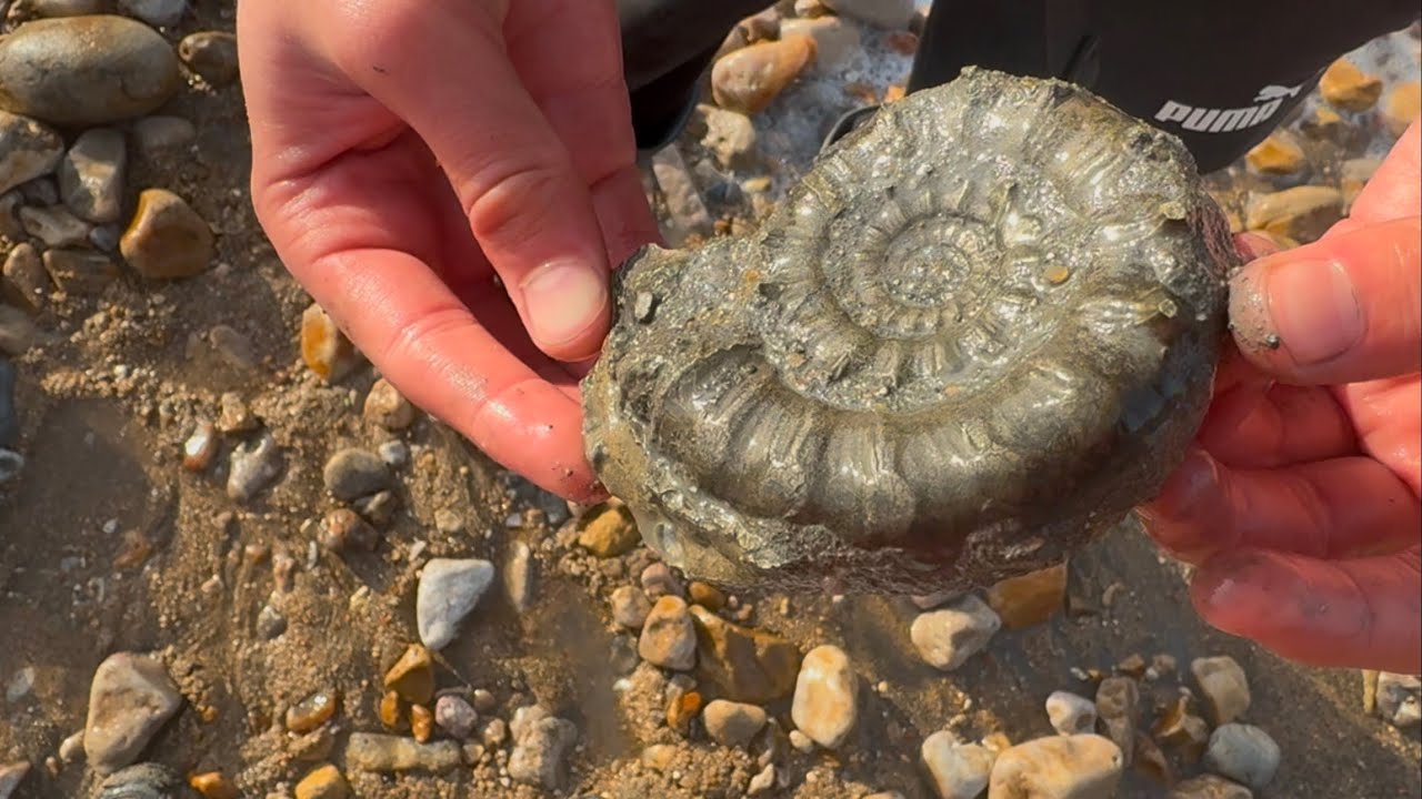 Fossil hunting at charmouth (big fossil finds) 