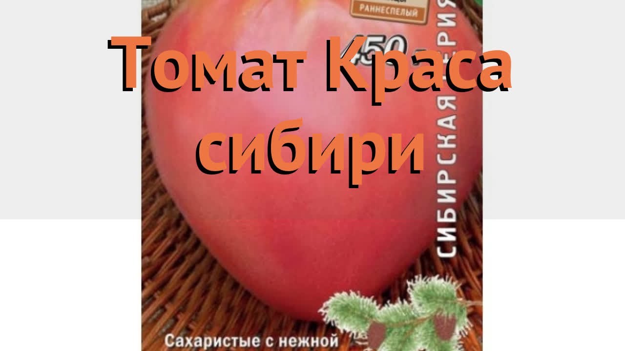 Краса сибири сорт. Краса Сибири сорт помидор. Томат сорт Краса Сибири. Краса Сибири томат фото. Томаты Краса Сибири описание сорта.