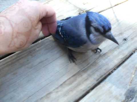 my-almost-pet-blue-jay