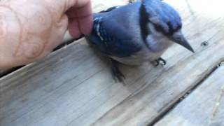 bird flew into the glass door and was stunned for QUITE a while.....