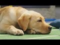 It's a Ruff Game | Puppy Bowl