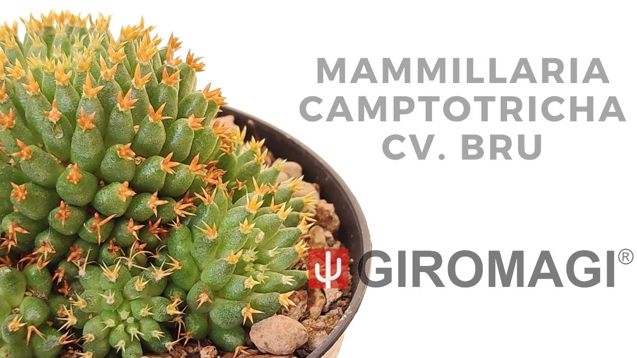 Mammillaria camptotricha cv. Bru - Giromagi Cactus and Succulents