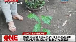 One Mindanao: Herbal Plant Kontra Dengue