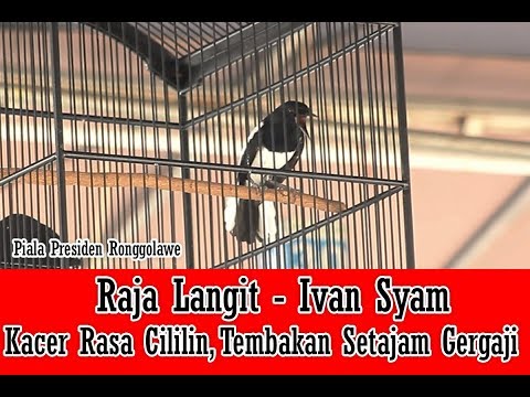 PIALA PRESIDEN RONGGOLAWE - Raja Langit, Kacer Rasa Cililin, Tembakannya Tajam, Setajam Gergaji