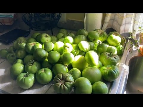 Will Seeds From Green Tomatoes Grow?