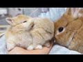 かわりばんこに毛づくろいをするうさぎの親子が尊すぎる【ネザーランドドワーフ】