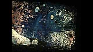 Video-Miniaturansicht von „deadbeat escapement- big black long clawed frog  2009“