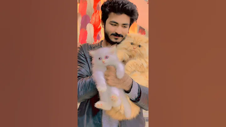 Watch the video about Persian golden female kitten blue 💙 eyes 👀😍 available 03207080678 #petspoint #cat