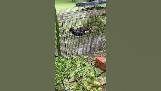 Trích ré mồi (la khủng)