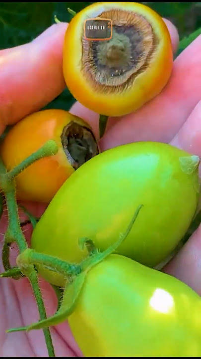 🍅If you see this on tomatoes, take action quickly🍅 #tomato #tomatoes #rot #rotting