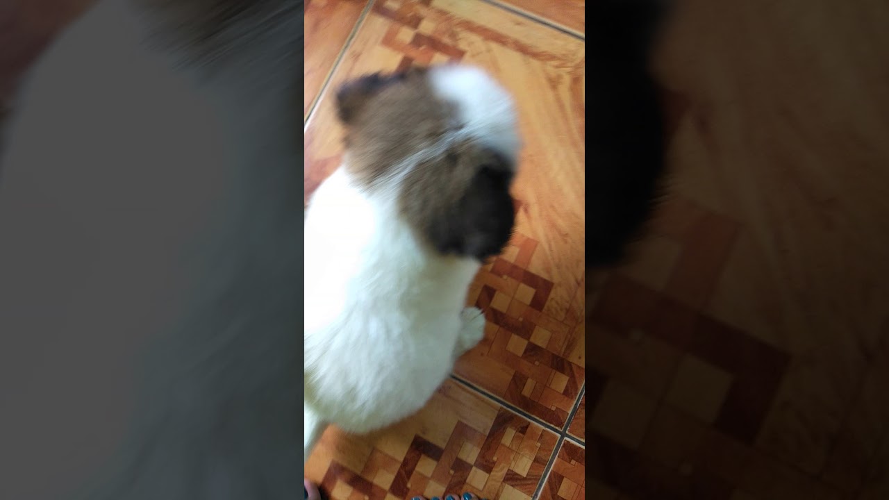 Shih tzu half aspin - YouTube