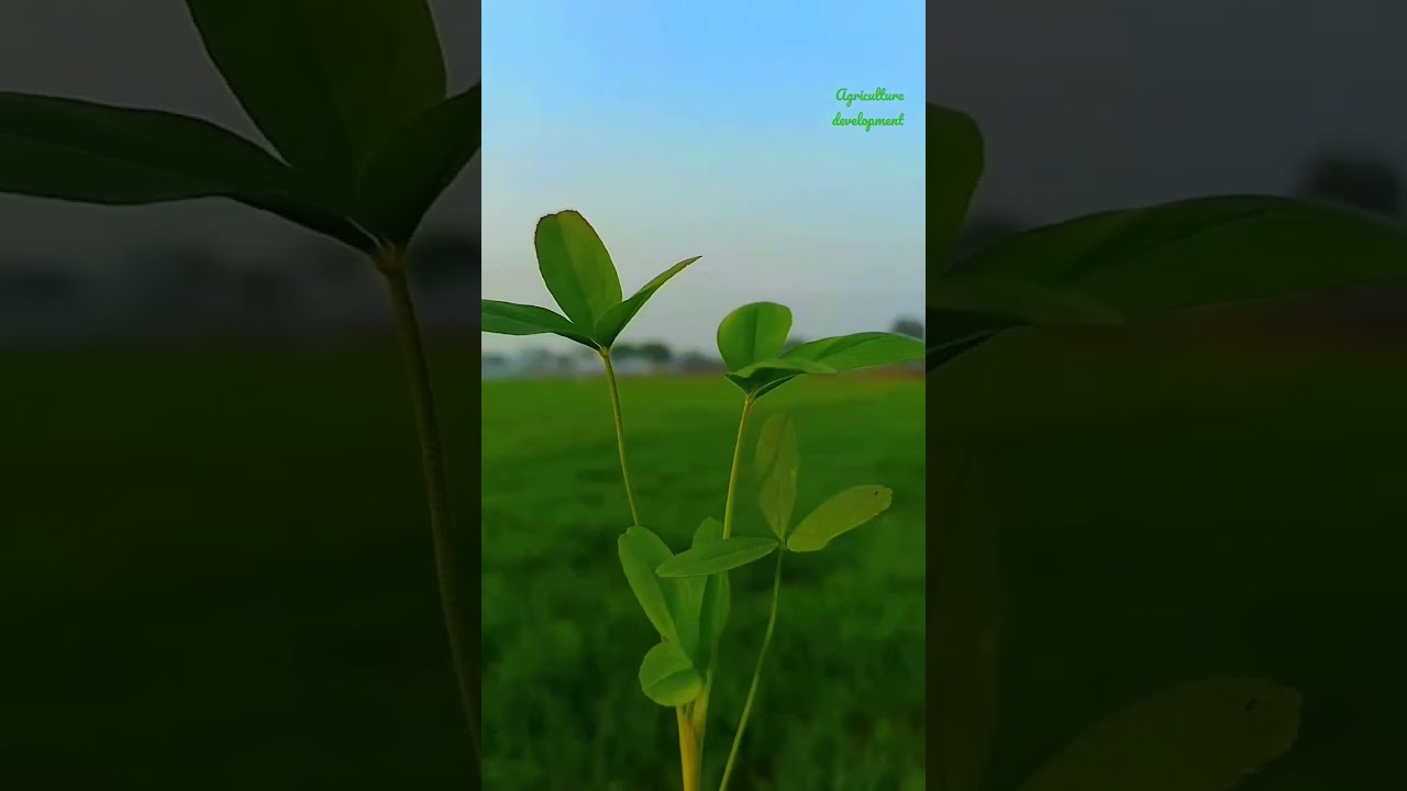 agriculture development 