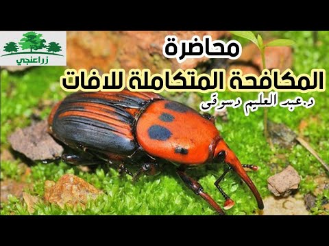 فيديو: أندري أسدوف: 