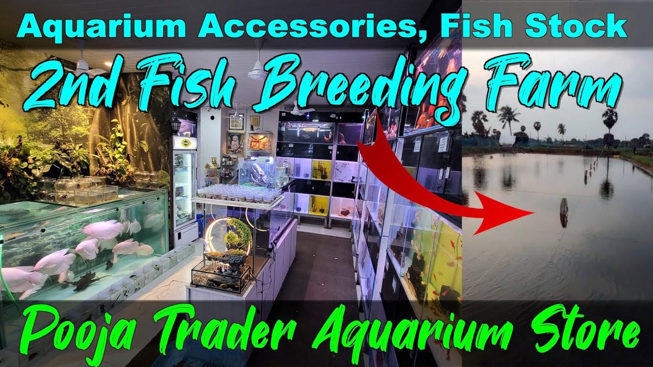 2nd Fish Breeding Farm I Aquarium Fish I Aquarium Accessories in Pooja