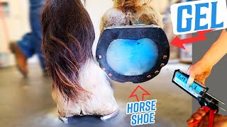 BROKEN Coffin BONE // VETERINARIAN and FARRIER working together // THERAPEUTIC HORSESHOEING