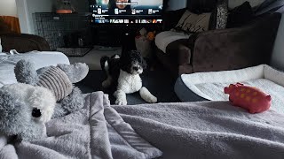 OLD TOY NEW PLAY | 18 MONTHS OLD SHEEPADOODLE by Milo the Sheepadoodle 61 views 1 year ago 2 minutes, 25 seconds