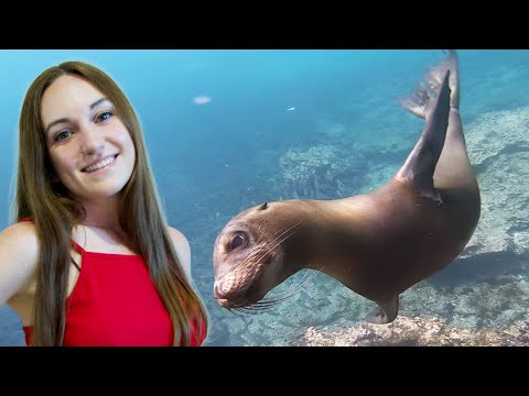 Video: Hoe de Galapagos-eilanden te verkennen met een beperkt budget