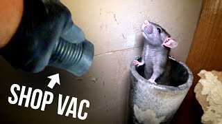 THE FASTEST WAY TO GET RID OF RATS!! Shopvac...[6.5 HP]