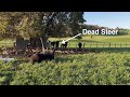 Dead $2000 Steer, This is what I've done