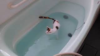 自らお風呂に入る猫