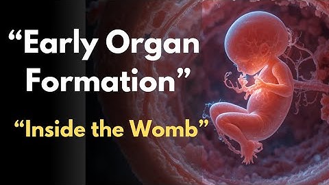 Early Organ Formation: First Signs of Life Inside the Womb