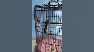 Download lagu cara mudah dan cepat memperbaiki murai drop mental ala Anum Mbf