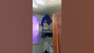 samyong polosan jantan belajar nata lagu