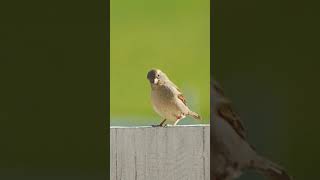 Beautiful Sparrow Bird ?️| 4k video