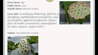 Khmer Fruit Lotus ឈ ក