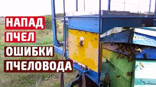 Пчелиное воровство осенью Ошибки пчеловода Напад пчел.