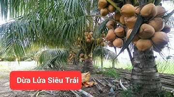 Cận cảnh giống dừa Lửa siêu trái ở miền Tây | bán cây giống dừa Lửa | Saigon Now