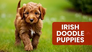 Where to Find Irish Doodle Puppies AKA Irish Setter Poodle Mix