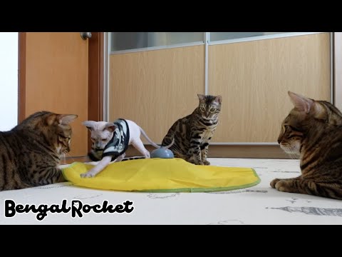 新入り子猫におもちゃを譲る優しい先住猫たち【ベンガル/スフィンクス猫】