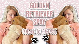 What To Expect When You Spay Your Dog - Our Experience (cost, pre-op, post-op, etc)