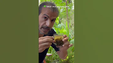 أوراق عشبة جنكوبيلوبا وفوائدها العظيمة التي لا تقدر بثمن طريقة الاستخدام والفوائد والمحاذير 
