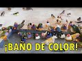 BAÑO DE DIAMANTES DE GOULD 🐦 ¡Colorido total!