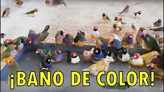 BAÑO DE DIAMANTES DE GOULD 🐦 ¡Colorido total!