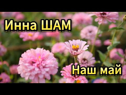 Инна ШАМ - Наш май ( ПРОСТО ШИКАРНАЯ ПЕСНЯ О ЛЮБВИ )