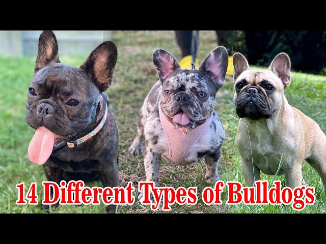 Different Types of French Bulldogs || Dog Types class=