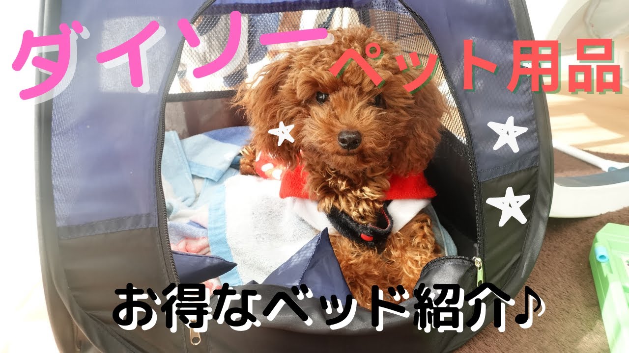 ペット用品 100均 ダイソーペットテントがお得で可愛いペット用品 おすすめレビュ動画 Youtube ペット用品 100均 ダイソーペットテントがお得で可愛いペット用品 おすすめレビュ動画 Youtube