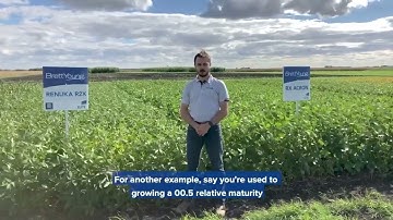 Understanding Soybean Maturity Ratings