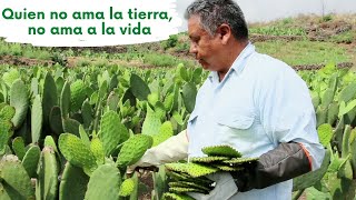 CONOCE LOS SECRETOS DEL NOPAL ✅