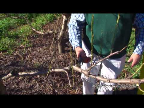 Video: Watter Plante Benodig Herfs Snoei