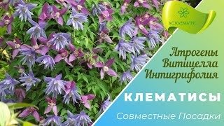 видео: КЛЕМАТИСЫ. Планируем совместные посадки. Часть 2.  Видовые подгруппы. картинка: КЛЕМАТИСЫ. Планируем совместные посадки. Часть 2.  Видовые подгруппы.