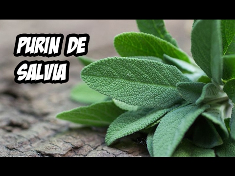 Como Hacer un Fungicida Ecológico | Purín de Salvia | La Huerta de Ivan