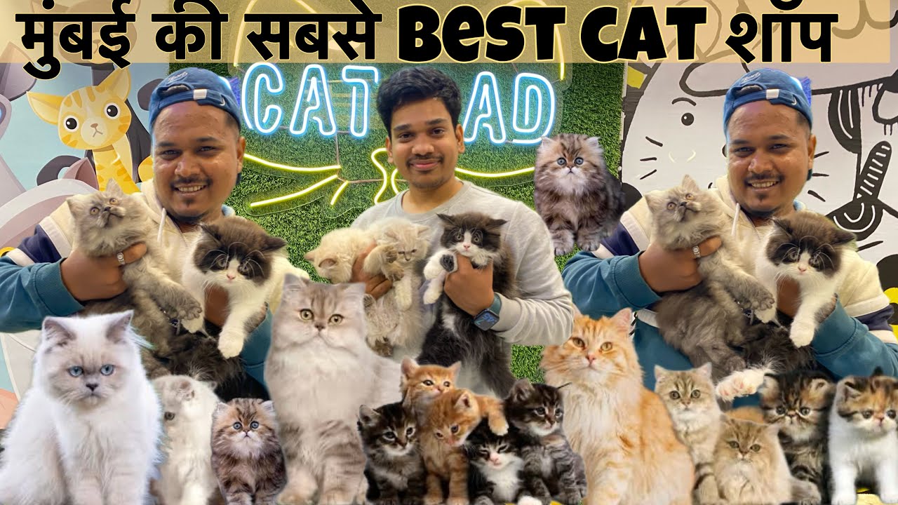 Biggest Pets Shop In Mumbai Persian Cats Himalayan Cats More 