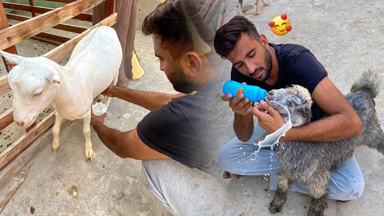 Bakri Ka Dodh Bakre Ko Pila Dia☺️